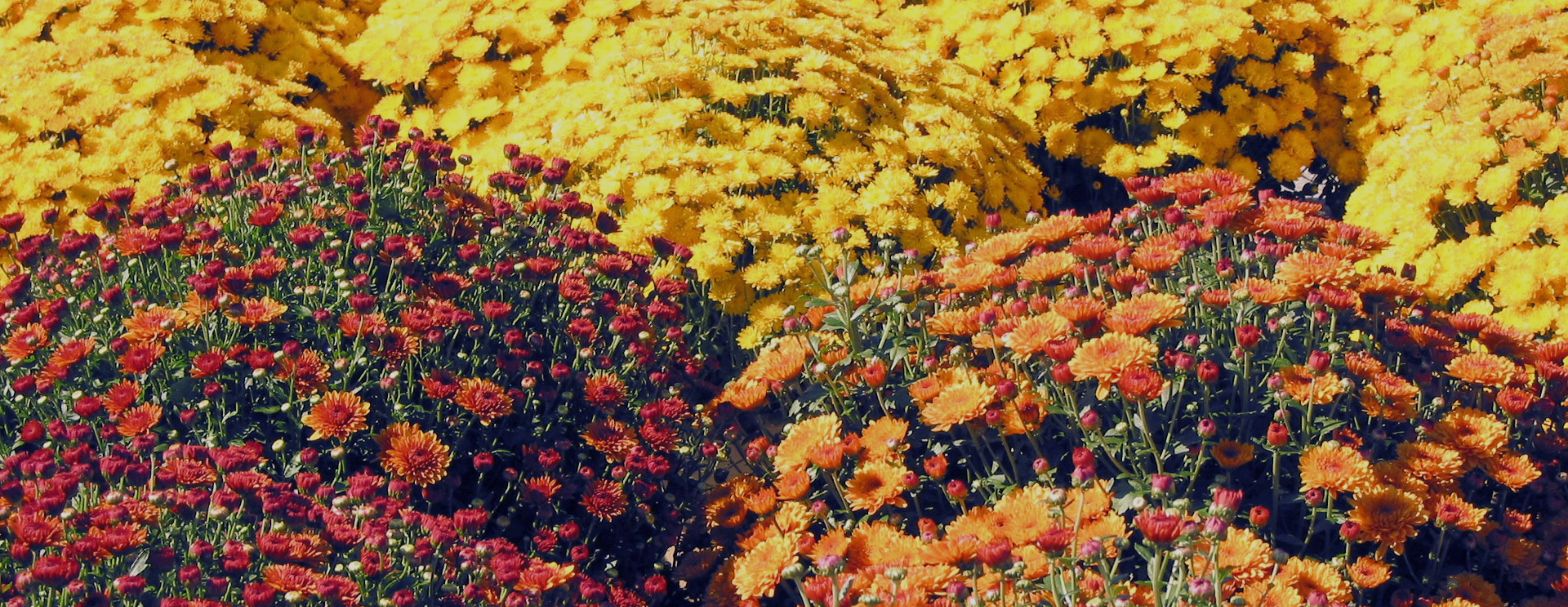 2026 Friends of Hospice Mum Sale PRE-ORDERS